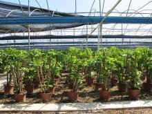 綠意盎然，品質生活 順發園藝綠化植物推薦