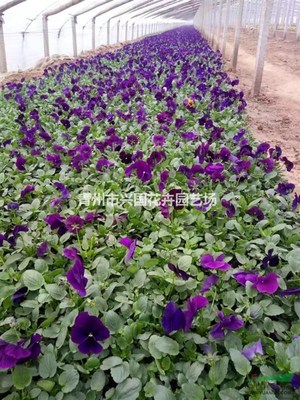 青州興國花卉園藝場 深耕園藝種植，綻放產業之花