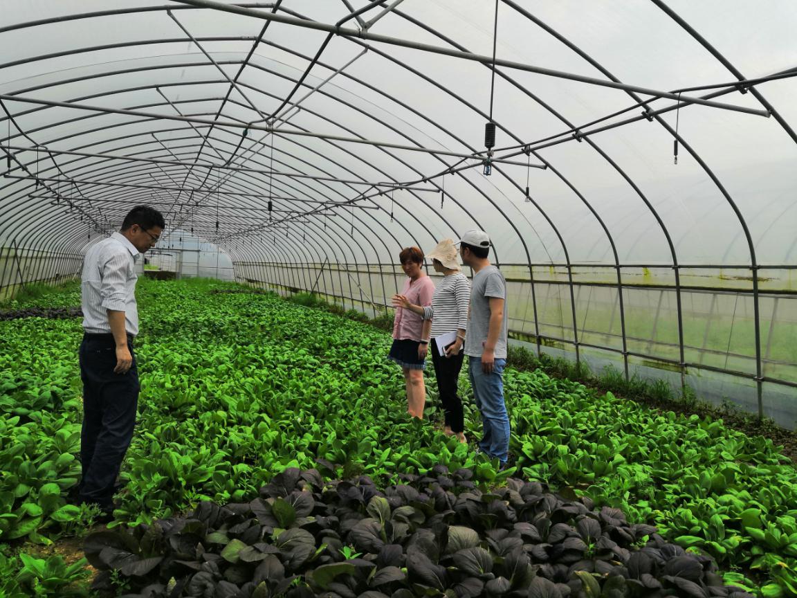 科技賦能綠色農業 園藝研究所青菜課題組赴奉賢助力鄉村振興