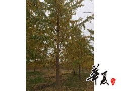 精品銀杏供應(yīng) 民生園林園藝公司的專業(yè)種植與卓越品質(zhì)