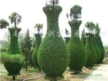 長(zhǎng)沙長(zhǎng)瀏園藝 打造優(yōu)質(zhì)綠化苗木與工程苗木的專業(yè)基地