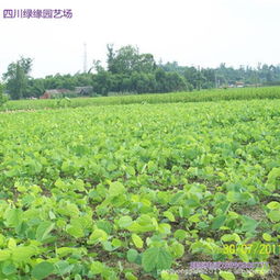 綠緣園藝場大量批發(fā)供應(yīng)精品紅花紫荊種苗指導(dǎo)價 綠緣園藝場大量批發(fā)供應(yīng)精品紅花紫荊種苗廠商 綠緣園藝場大量批發(fā)供應(yīng)精品紅花紫荊種苗廠商 圖 盡在農(nóng)苗網(wǎng) 彭永剛